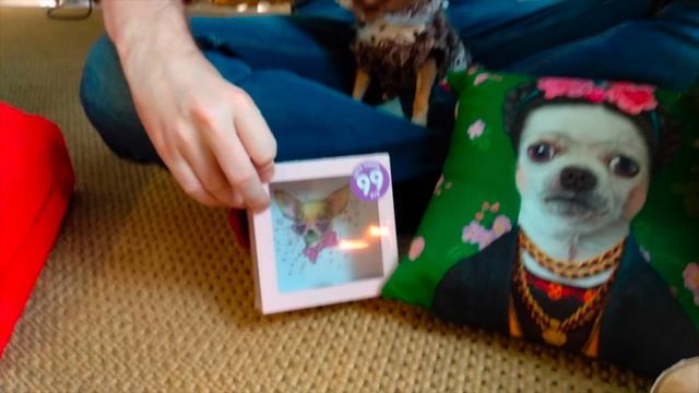 Новогодние подарки для чихуахуа Фондю. Обзор и распаковка. Что подарить на Новый год? смотреть онлайн