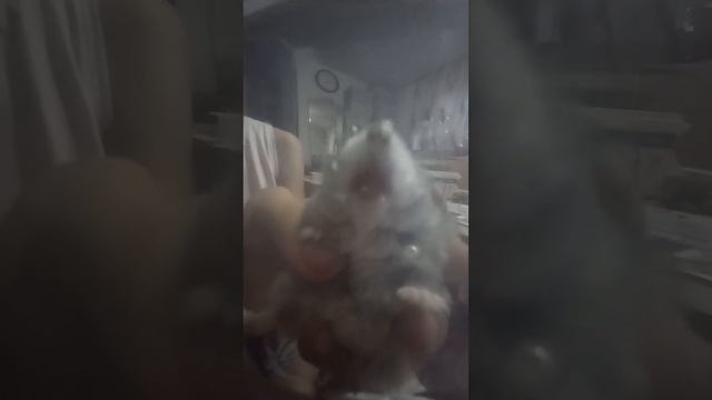 видели язык хомячка? смотреть онлайн