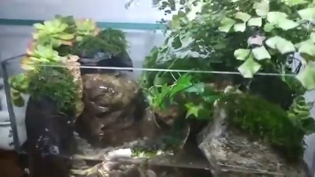 Мини полюдариум с водопадом смотреть онлайн
