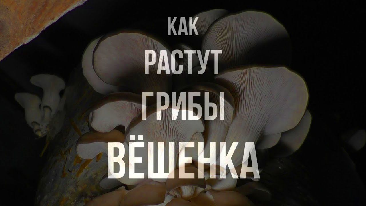 КАК РАСТЁТ ГРИБ ВЁШАНКА ЗА 5 ДНЕЙ | TIMELAPSE смотреть онлайн