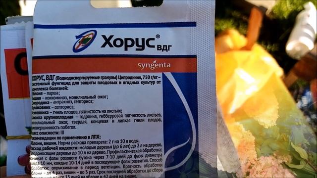 ГОРТЕНЗИИ. ОБРАБОТКА ГОРТЕНЗИЙ ОТ ЗАБОЛЕВАНИЙ смотреть онлайн