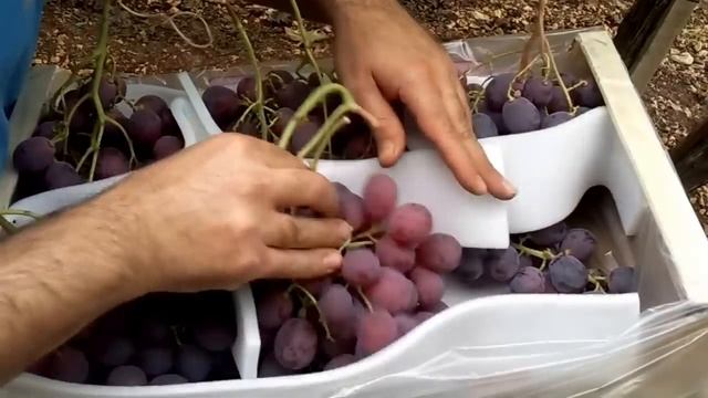 Uva red globe secondulfo trani смотреть онлайн