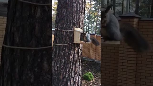Сибирская белочка на Арт кормушке смотреть онлайн
