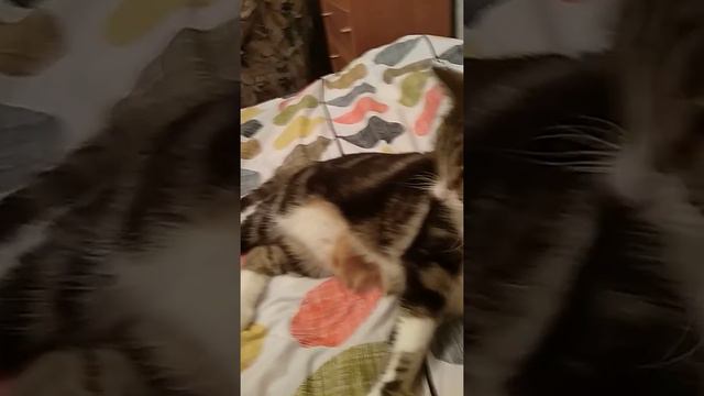 Моя кошка Сластена-собачка. Приносит игрушки) смотреть онлайн