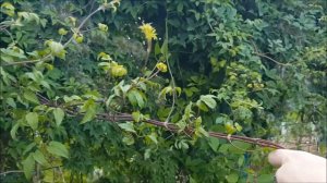 Клематисы 1 группы-Княжики. Обрезка после цветения.