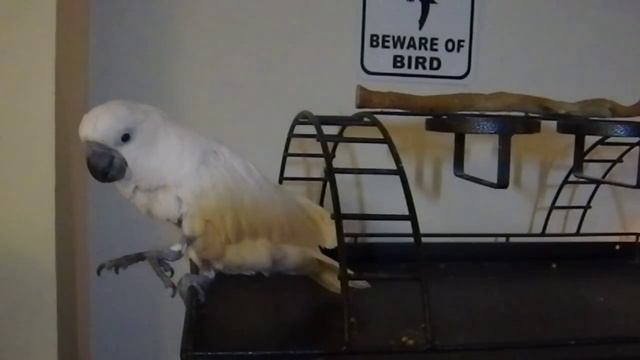Cockatoo doing tricks. смотреть онлайн
