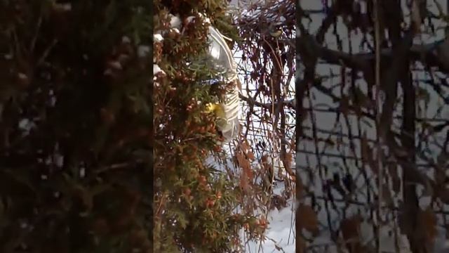 Синицы. Голос синицы. Песенка про синичку. #синица #большаясиница #песнясиницы смотреть онлайн