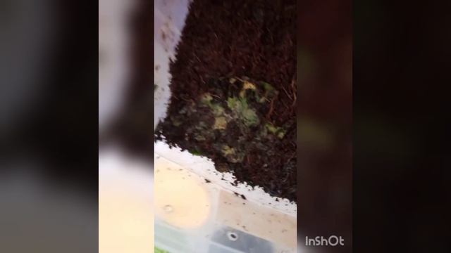 КАК ПРАВИЛЬНО КУПАТЬ УЛИТОК РАЗНЫЗ СОРТОВ..######....? смотреть онлайн