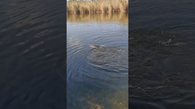 Большая щука красиво водит! #щука, #shorts смотреть онлайн