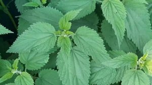 Как выглядит настоящая КРАПИВА????‼‼‼