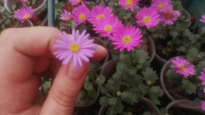 Брахикома вегетативная: первые выводы.