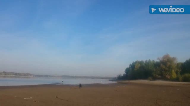 Giant Schnauzer And Labrador / Ризеншнауцер и Лабрадор