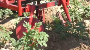 Дисковый окучник для мотоблока. Полевые испытания после настройки