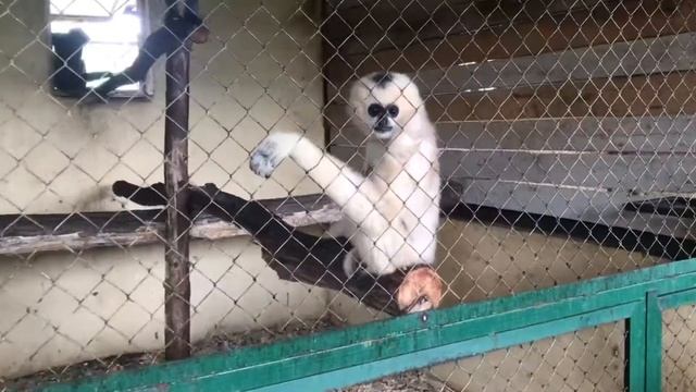 ? ЧЕТЫРЁХРОГИЙ КОЗЕЛ! Планета обезьян. Кормим животных в контактном зоопарке. смотреть онлайн