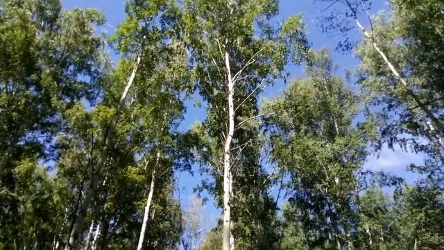 Ветер в лесу смотреть онлайн