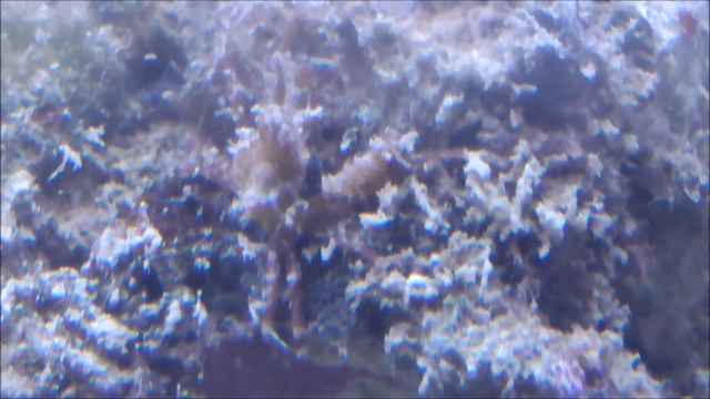 Моё маленькое морское хобби. Морской аквариум в Туле. смотреть онлайн