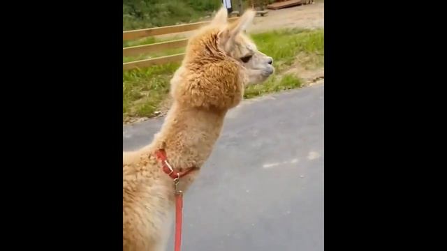 Зачем нужна коленная чашечка