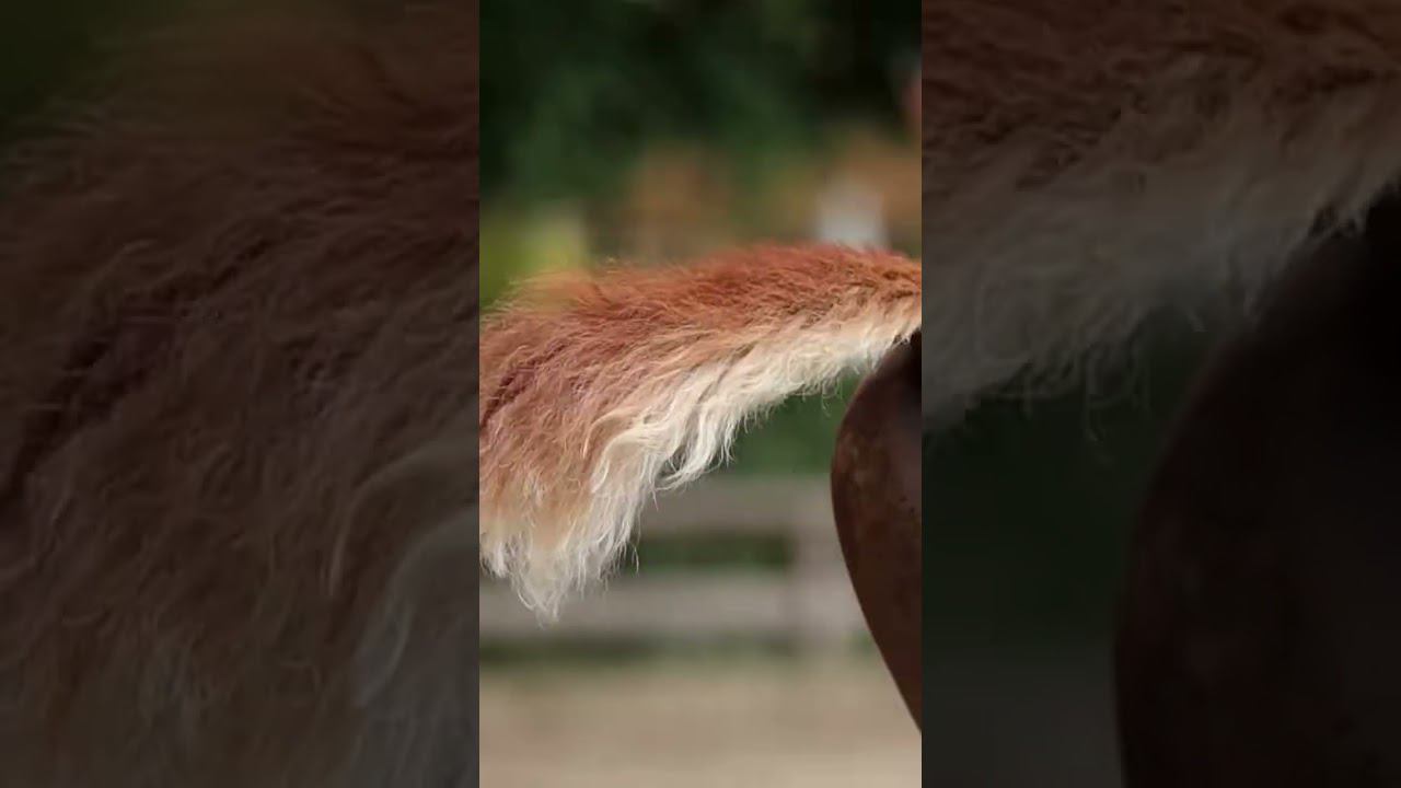 respect 0408240827 #asmr #remix #horse #travel смотреть онлайн
