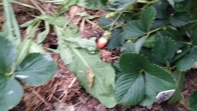 Земляника подмосковья, " ПсевдоЭльсанта" смотреть онлайн