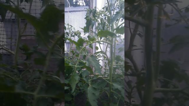 Томат Алые свечи. Строение куста смотреть онлайн