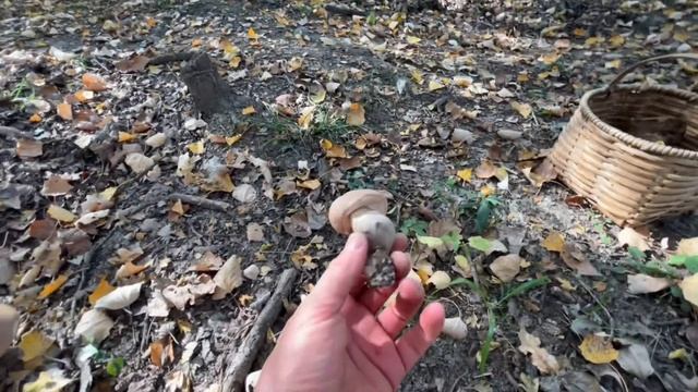 За Подберёзовиками 30го октября!+25С и грибы растут!Тихая охота Грузия-2023! смотреть онлайн