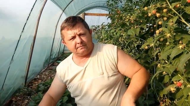 Клубника Альбион: летом в балагане смотреть онлайн