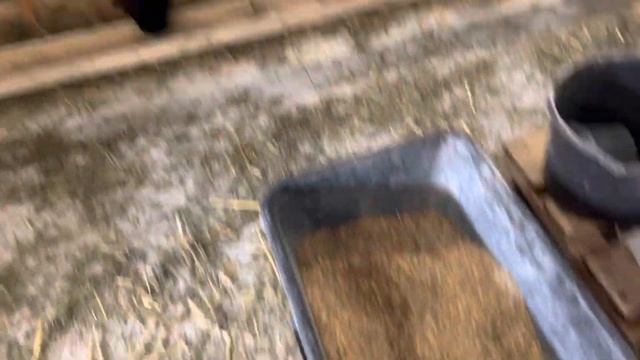 Овчарня полностью готова! Дорпер в Николаевке. Открыт телеграмм канал «Дорпер в России» смотреть онлайн