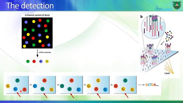Genetic disorders and modes of inheritance part I смотреть онлайн