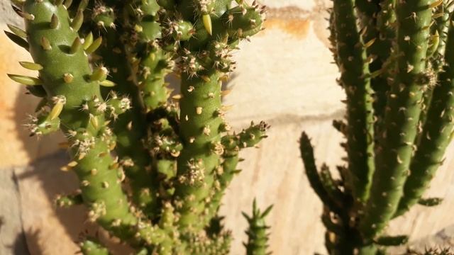 Opuntia Subulata #Kaktüs #Opuntia смотреть онлайн