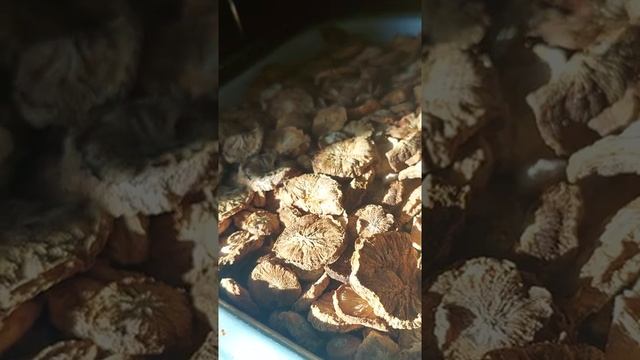 Переработка собранных корнеплодов цикория. смотреть онлайн