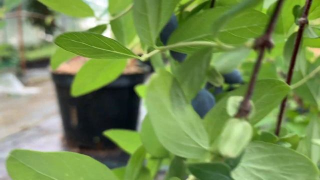 Жимолость Голубое сокровище. Созрела, можно собирать. 30.05.23 смотреть онлайн