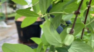 Жимолость Голубое сокровище. Созрела, можно собирать. 30.05.23