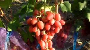 Виноград Анжелика 2019 (Панченко)