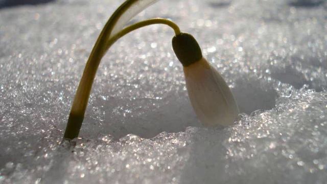 АРМЕЙСКИЕ ПЕСНИ ----  ПОДСНЕЖНИК