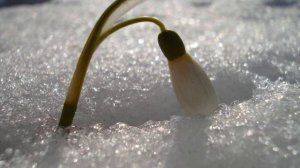 АРМЕЙСКИЕ ПЕСНИ ----  ПОДСНЕЖНИК