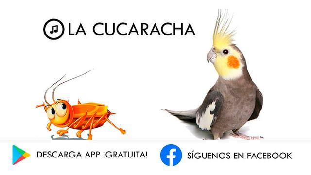 La Cucaracha Silbado - Educa Tu Ninfa смотреть онлайн