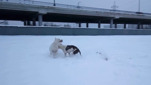 Пит-бульдоги Ари и Терри (игры зимой) смотреть онлайн