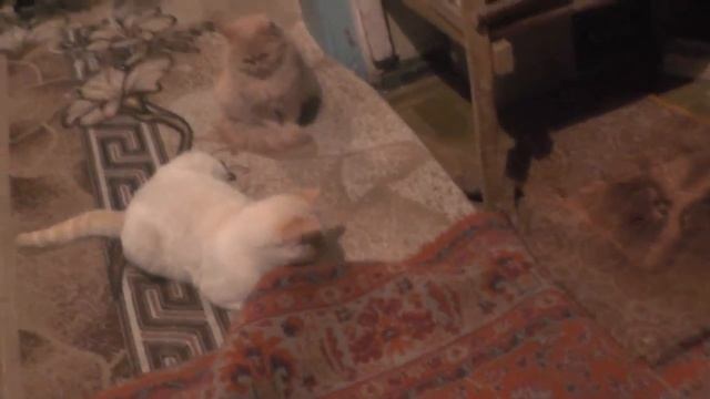 №11. Кошки - египетское чудо совершенства. 19.11.2019 смотреть онлайн