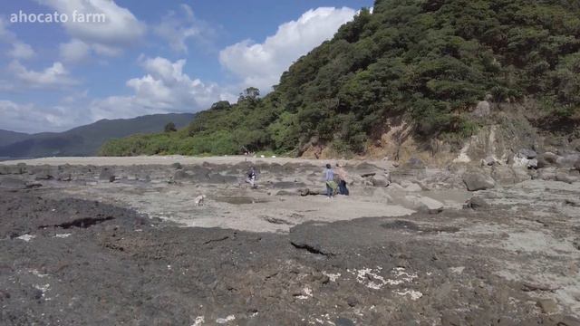 軽石だらけの海で多肉用の流木探し #69 смотреть онлайн
