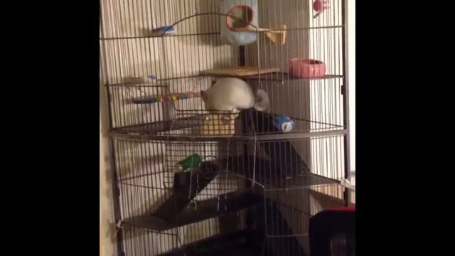 Забавные шиншиллы(подборка) смотреть онлайн