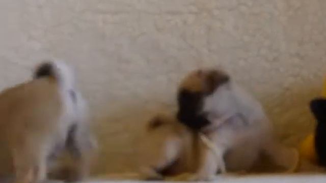 Мопсобесилки смотреть онлайн