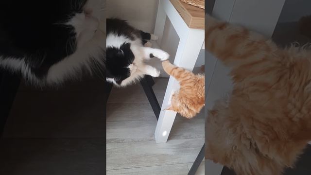 У МЕЙН КУНА И СИБИРСКОГО КОТА ПЕРЕМИРИЕ ?????#animal #cat #mainecoon смотреть онлайн