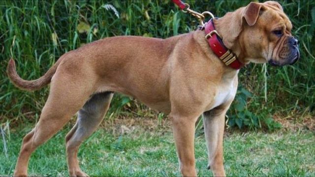 Leavitt Bulldog - TOP 10 Interesting Facts смотреть онлайн