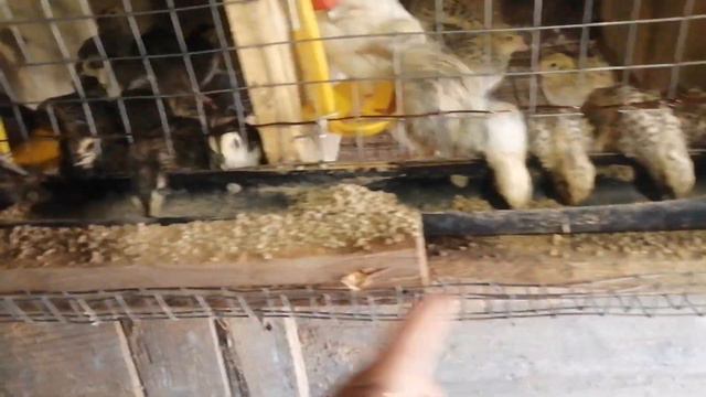 субботнее утро, обзор хозяйства. это всего лишь часть) смотреть онлайн