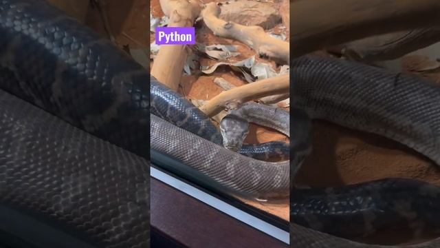 Carpet Python #australia #viral #python #snake #sydneyzoo #zoo #reptiles смотреть онлайн