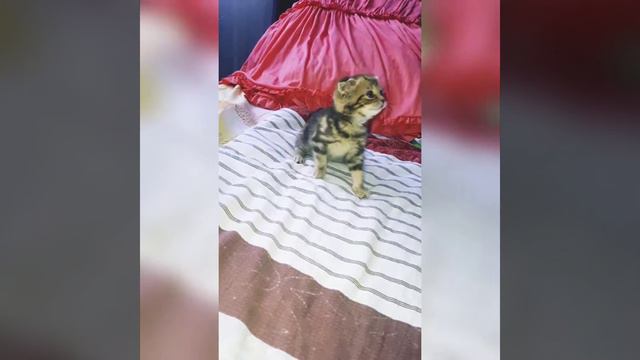 кот рычит.... смотреть онлайн