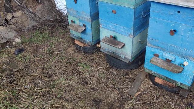 ПРОБЛЕМЫ НА ПАСЕКЕ что бывает если не смотреть пчёл в зиму НУЖНО ДЕЙСТВОВАТЬ ОСМОТР ПЧЁЛ ??? смотреть онлайн