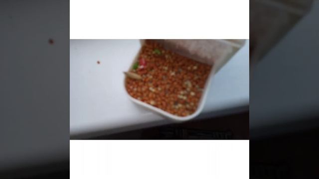 Как экономить корм и не выбрасывать лишнее смотреть онлайн