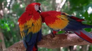 Птицы мира-2 часть.Райские птицы, Экзотические птицы!Южной Америки и Африканские птицы!