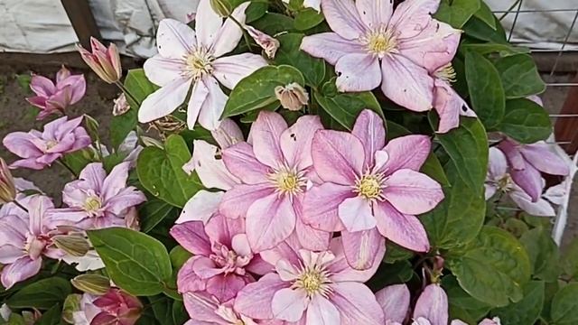 Необычное видео о клематисе . Клематис Инносент Гланс . Clematis Innocent Glance . смотреть онлайн